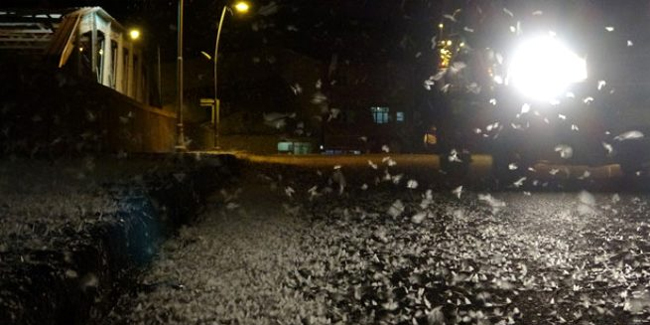 Ardahan'da kelebeklerin 'ölüm uçuşu'