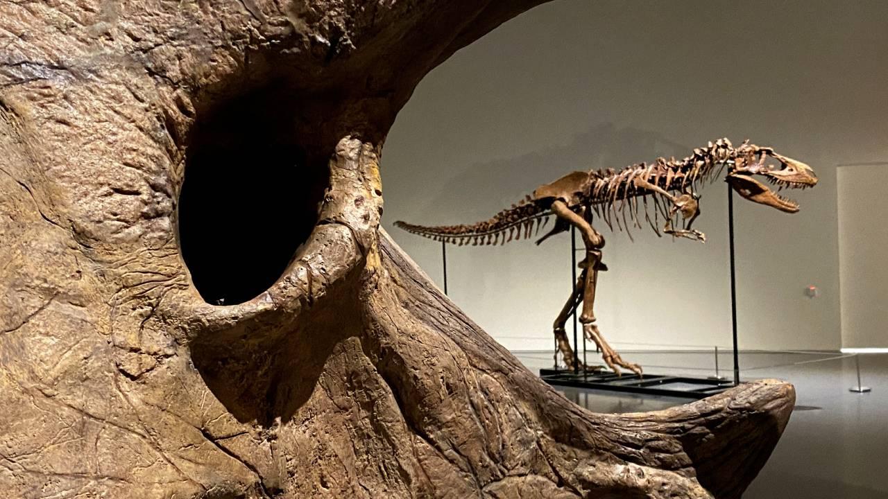 T-rex türü dinozorlar sanıldığı gibi zeki değilmiş
