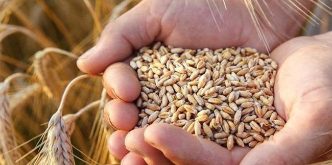 Buğday fiyatlarında son dakika açıklaması! Buğday fiyatı ne kadar?
