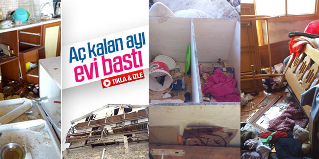 Rize'de yiyecek bulamayan ayı köy evine zarar verdi