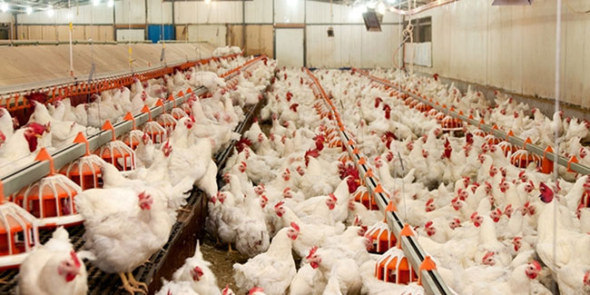 Bakanlık harekete geçti: Tavuk ihracatına yasak getiriliyor