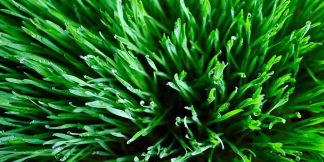 Bağışıklığı demir gibi yapan yeşil mucize: Arpa çimi