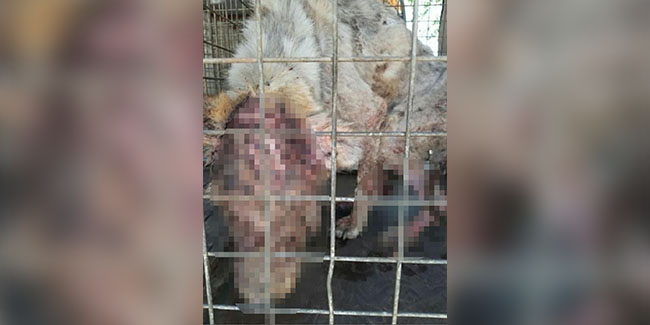 Ceyhan'da hayvanseverleri üzen görüntü