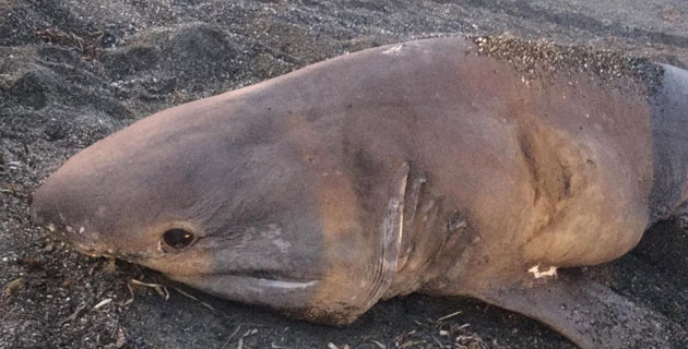 İzmir’de köpek balığı karaya vurdu