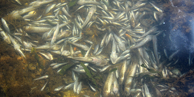İspanya kıyılarında tonlarca balık öldü