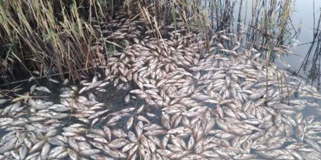 Obruk Gölü’nde yüzlerce balık öldü