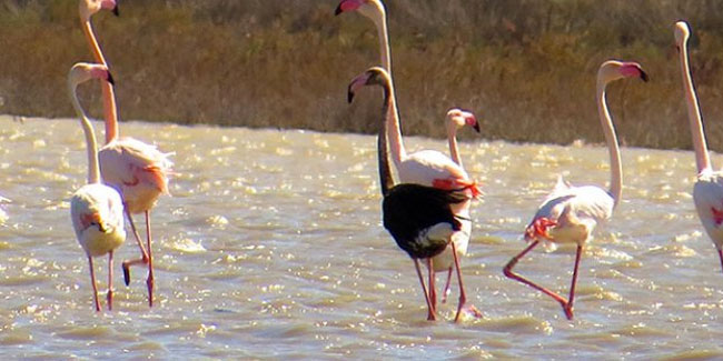 Siyah flamingo, Türkiye'de 3 yıl sonra görüldü 