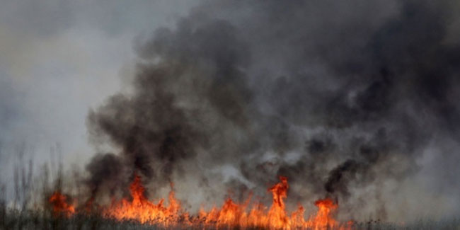 Polonyanın en büyük milli parkı yanıyor