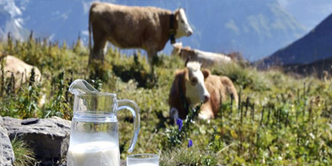 Toplanan inek sütü miktarı Haziran'da arttı
