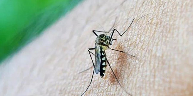 İstilacı sivrisinekler için uzmanından kritik uyarı