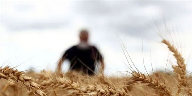 Bakanlıktan 'ekmeklik buğday satışı' açıklaması