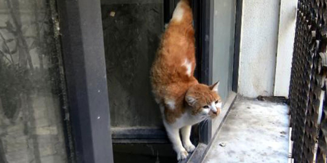 Avcılar'da pencerede sıkışan kedi kurtarıldı