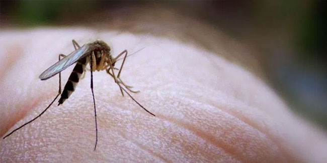 Sivrisinekler koronavirüs taşır mı? Açıklama geldi