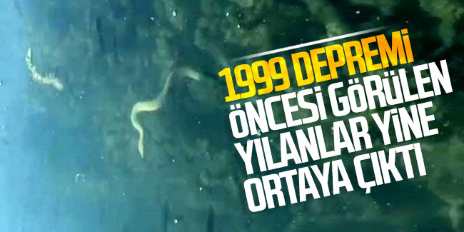 1999 depremi öncesi görülen yılanlar yine ortaya çıktı