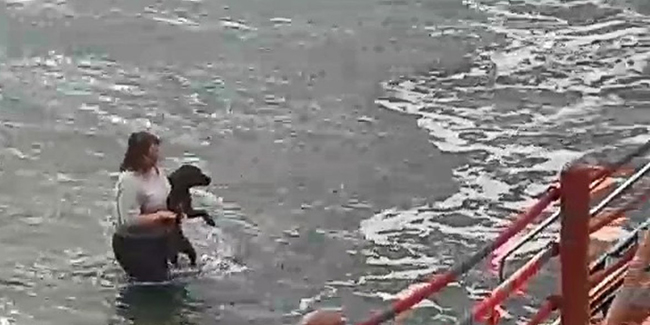 Kocaeli'de bir veteriner, köpeği boğulmaktan kurtardı
