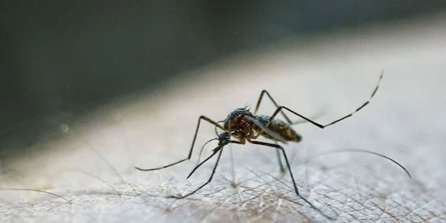 AB’den sivrisinek uyarısı! Hastalıklar artabilir