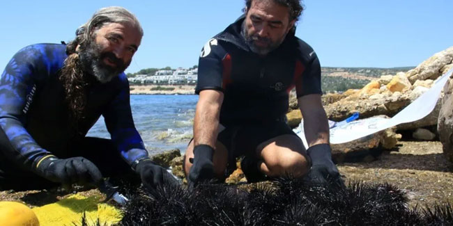 Akdeniz'de dikenli zehirli deniz kestanesi istilası