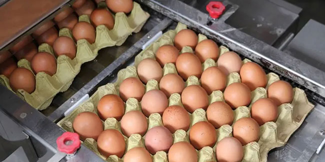 Yumurta üreticisi 12 firmaya “kartel” cezası istemi