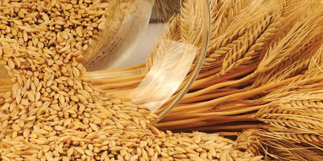 TMO ucuz buğday ve arpa fiyatlarına zam yaptı: Ekmek fiyatı zamlanacak