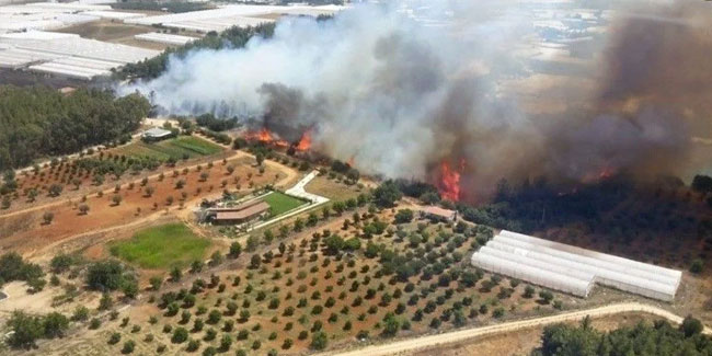 Antalya'da orman yangını! Sera alanları tehdit altında