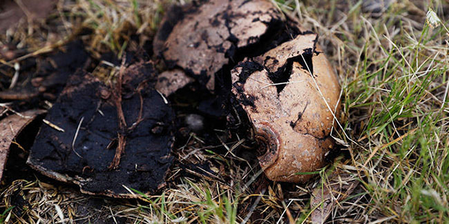 Meksika'da 42 kafatası ve kemik parçaları bulundu
