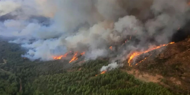 Orman yangını eylemlerinden sorumlu terörist etkisiz hale getirildi