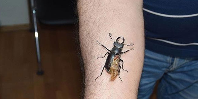 Nesli tükenmekte olan geyik böceği Antalya'da görüldü