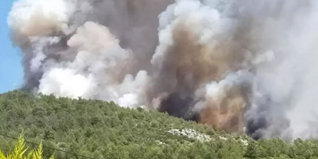 Antalya'da orman yangını: Karadan ve havadan müdahale ediliyor