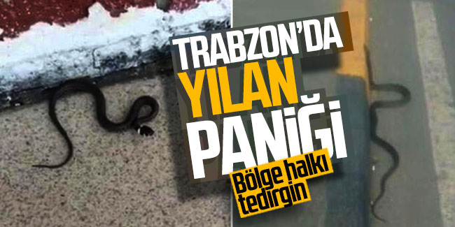 Trabzon'da yılan paniği! Bölge halkı tedirgin
