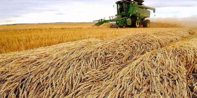 Buğday fiyatları 5 ayın zirvesini gördü!