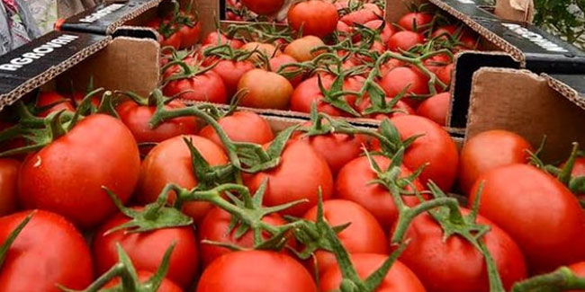 Rusya, Türkiye’den domates kotasını üçte bir oranında artırdı