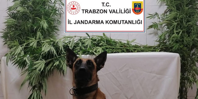 Trabzon'da farklı adreslere uyuşturucu operasyonu! 