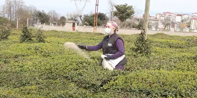 2022 yaş çay sezonu hazırlıkları başladı