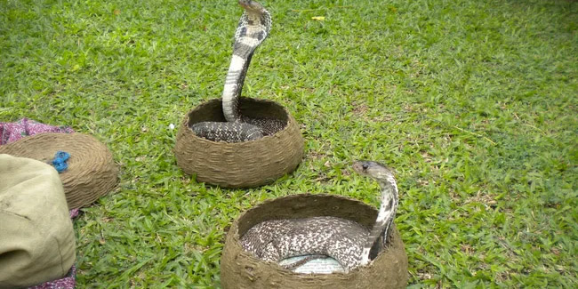 Karısını öldürmek için kobra yılanı kiraladı!