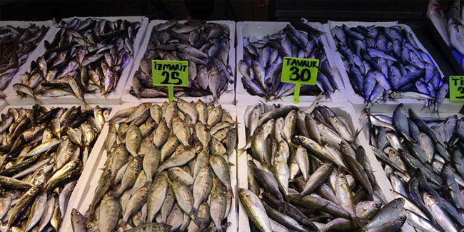 Trabzon Balık Hali'nde en ucuz balık 25 TL