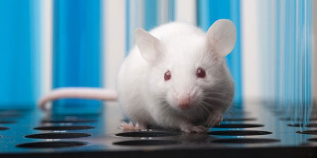 Aşı deneylerinde kullanılan bir fare 10 bin TL