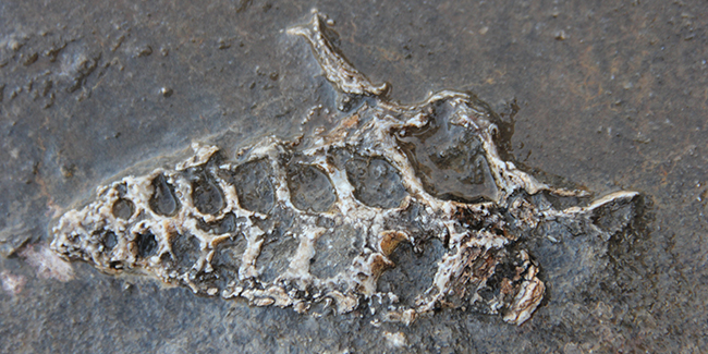 Kaya parçasında 70 milyon yıllık fosil bulundu