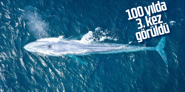 Mavi balina: Sydney açıklarında 100 yılda 3. kez görüldü