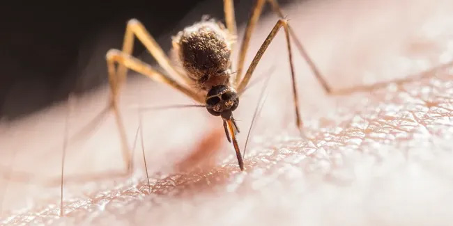 Koronavirüs sivrisinekler yoluyla bulaşabilir mi?