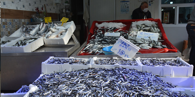 Sinop’ta balık çok, alan yok