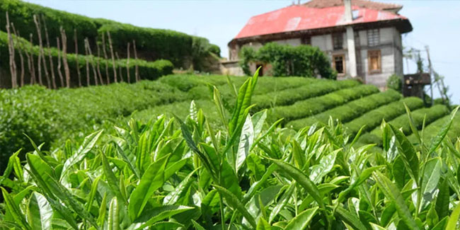 Çay üreticileri, 2023 yılı yaş çay alım taban fiyatını değerlendirdi