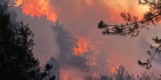 Hatay'daki orman yangınında son durum: Çıkış nedeni belli oldu, 2 gözaltı