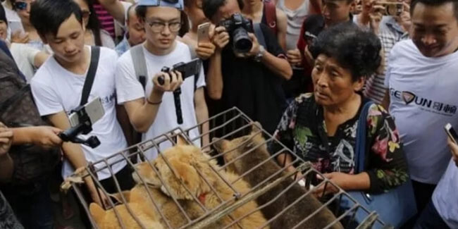 Çin'de tepki çeken köpek eti festivali başladı!