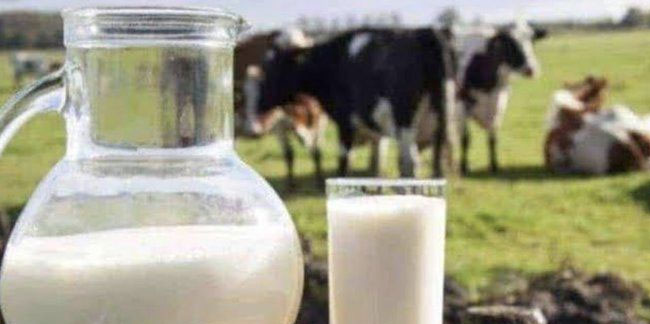 Süt fiyatına zam bekleyen üreticiye Bakan Nebati'den şok!