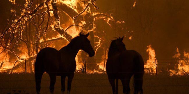 Avustralya'daki yangınlarda binlerce kişi evlerini terk etti