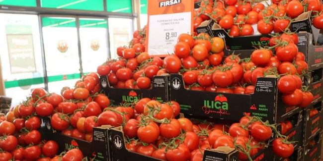 Türkiye'nin en ucuz domatesi burada yetişiyor