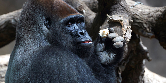 ABD’deki hayvanat bahçesinde Covid-19’a yakalanan gorillerin sayısı 18’e yükseldi