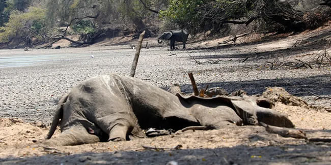 Kuraklık 105 fili öldürdü