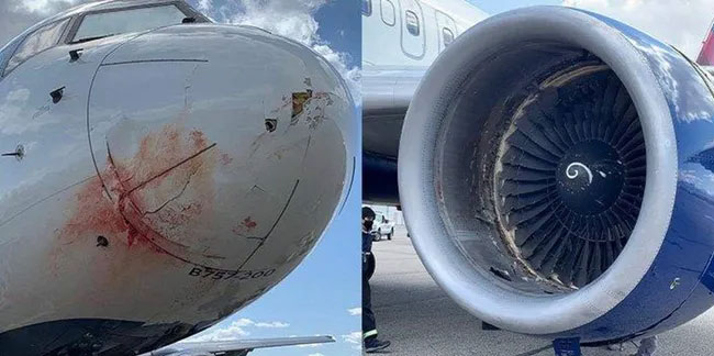 Yolcu uçağında ''kuş sürüsü'' kazası! Kanlar içinde kaldı