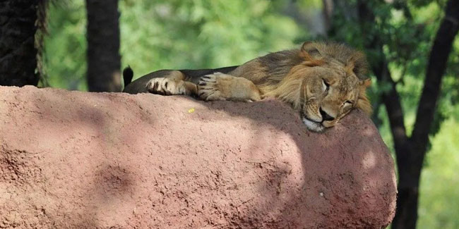 Hindistan’da Covid hayvanlara sıçradı, sekiz aslan virüse yakalandı